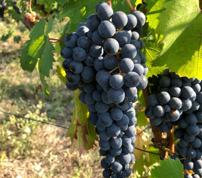 VENDEMMIA